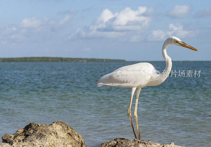 大白鹭(Ardea herodias occidentalis)